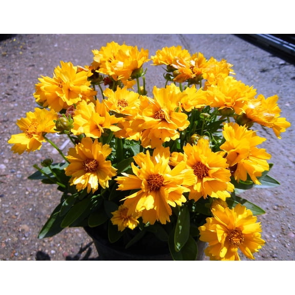 Presto Coreopsis Tickseed Perennial Plant - Gallon Pot