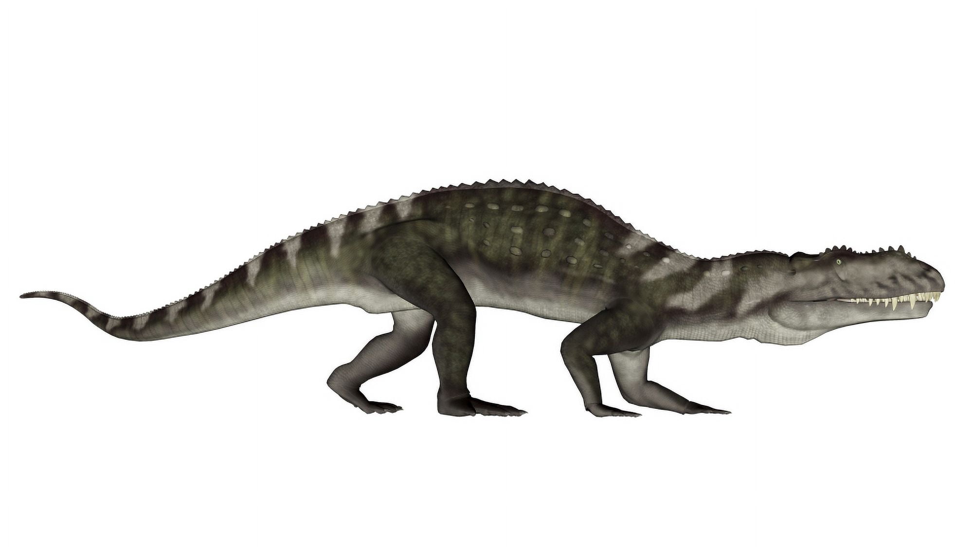 Prestosuchus dinosaur Canvas Art - Elena DuvernayStocktrek Images (38 x 21)