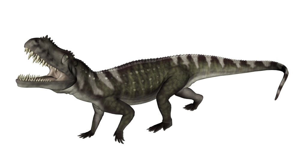 Prestosuchus dinosaur roaring Canvas Art - Elena DuvernayStocktrek Images (37 x 21)