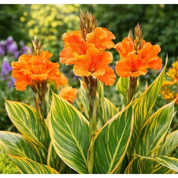 Pretorian Canna Lily Premium Bulbs  Variegated Yellow & Green Foliage with Bright Orange Blooms  Tall Tropical Summer Flowering Bulbs (5 Bulb)