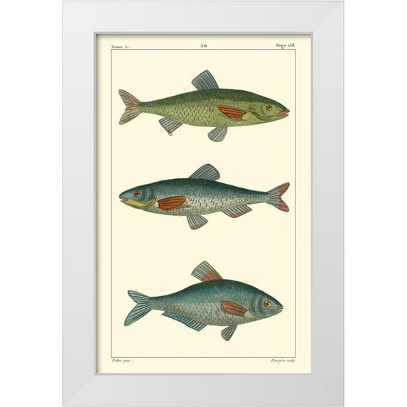 Pretre 22x32 White Modern Wood Framed Museum Art Print Titled - Freshwater Fish III
