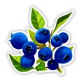 thumbnail image 1 of Pretty Blueberries - 12" Vinyl Sticker Waterproof Decal, 1 of 1