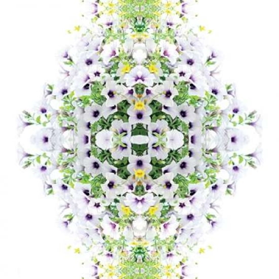 Pretty Chelsea Petunia Canvas Art - Alyson Fennell (24 x 24)