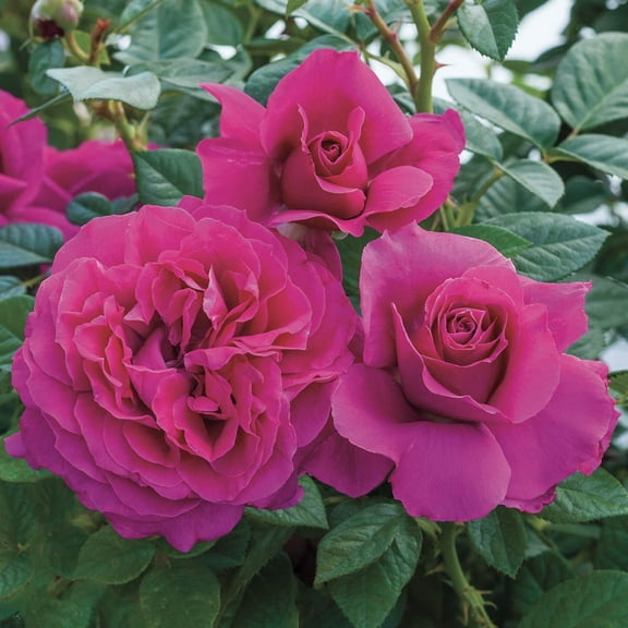 Pretty Lady Downton Abbey Grandiflora Rose Dormant Bare Root Shrub (1-Pack)