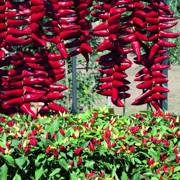 Pretty N Sweet F1 Hybrid Pepper - 1 OZ Bulk ~3,360 Seeds - Non-GMO, Hybrid F1, Vegetable Gardening Seeds
