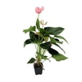 thumbnail image 1 of Pretty Pink Anthurium Plant - Plant - 3" Pot, 1 of 1