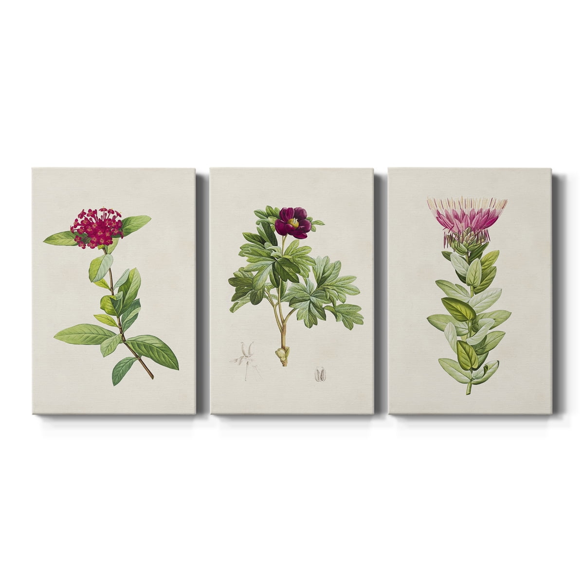Pretty Pink Botanicals II Premium Gallery Wrapped Canvas - Ready to Hang - 24 x 36 Each