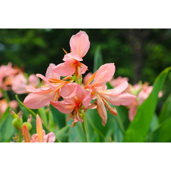 Pretty Pink Fast Growing Flower, Easy to Plant