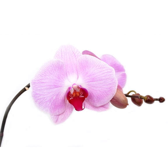 Pretty Pink Moth Orchid Flower Large Wall Art Print