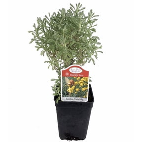 Pretty Polly Santolina - Fairy Garden/Rock Garden - 2.5" Pot
