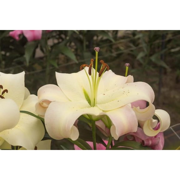 Pretty Woman Giant Hybrid Lily 2 Bulbs - 16/18 cm Bulbs