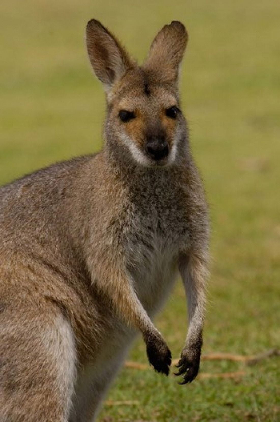Pretty-faced Wallaby wildlife AUSTRALIA Canvas Art - Pete Oxford DanitaDelimont (24 x 36)