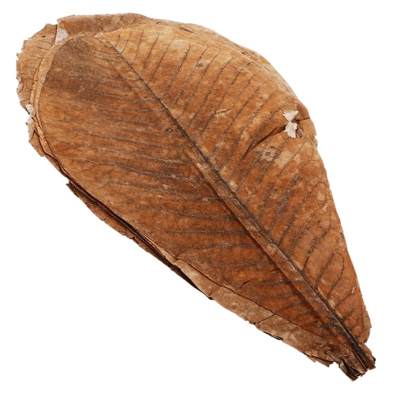 Pretyzoom 20pcs Sashimi Serving Plate Leaf Wood Traditional Design For Garden Events