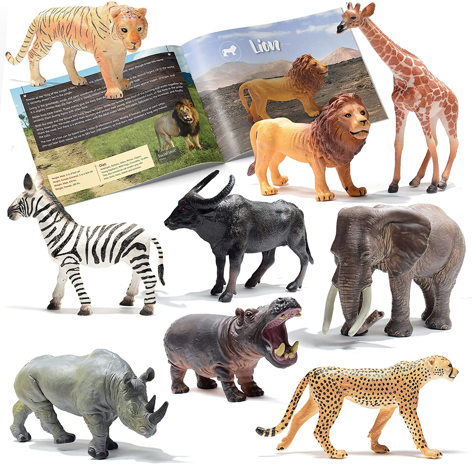 Rainforest Animals for Children – Jungle Animal Sounds and Rainforest  Wildlife 
