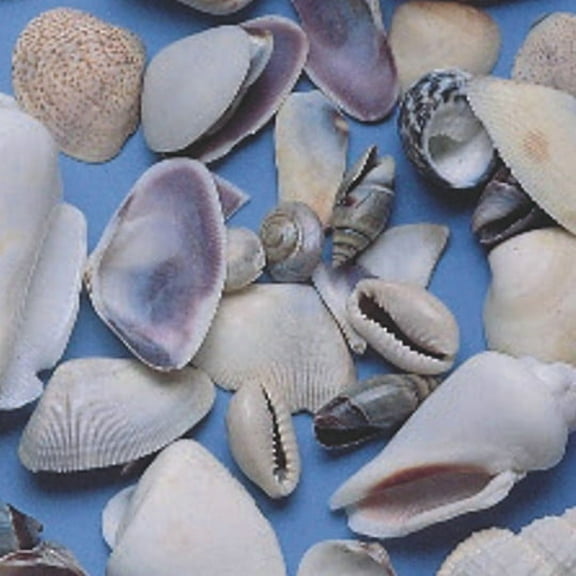 (Price/Pack)S&S Worldwide Shells Small 1lb. Bag