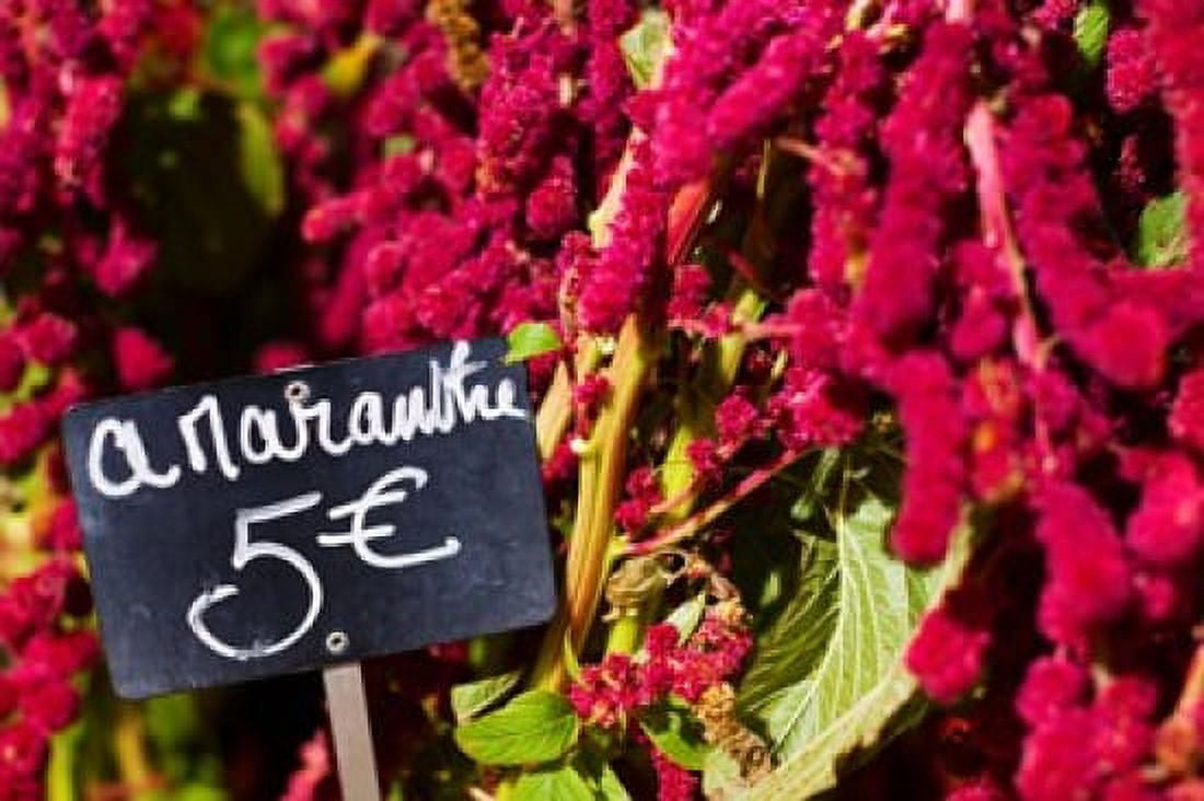 Price tag on Amaranth flowers at a flower shop Rue De Buci Paris Ile-de-France France Canvas Art - Panoramic Images (36 x 24)