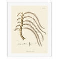 thumbnail image 1 of Prickly Ita Palm Tree - (Mauritia Armata) - Vintage Botanical Illustration by Carl Friedrich Philipp von Martius c.1820s - Fine Art Rolled Canvas Print 20in x 26in, 1 of 4