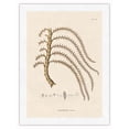 thumbnail image 1 of Prickly Ita Palm Tree - (Mauritia Armata) - Vintage Botanical Illustration by Carl Friedrich Philipp von Martius c.1820s - Japanese Unryu Rice Paper Art Print (Unframed) 18 x 24 in, 1 of 4