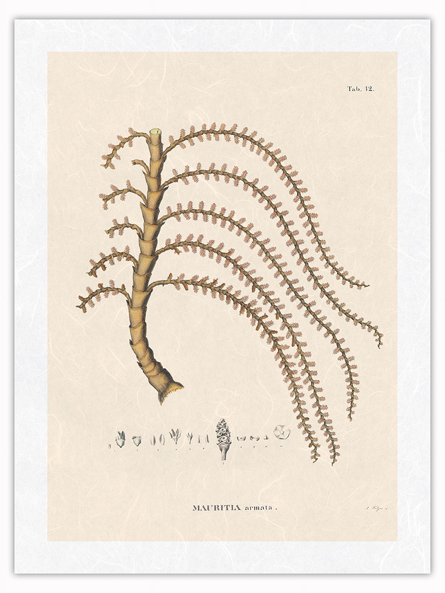 Prickly Ita Palm Tree Mauritia Armata Vintage Botanical Prickly Ita Palm Tree Mauritia Armata Vintage Botanical