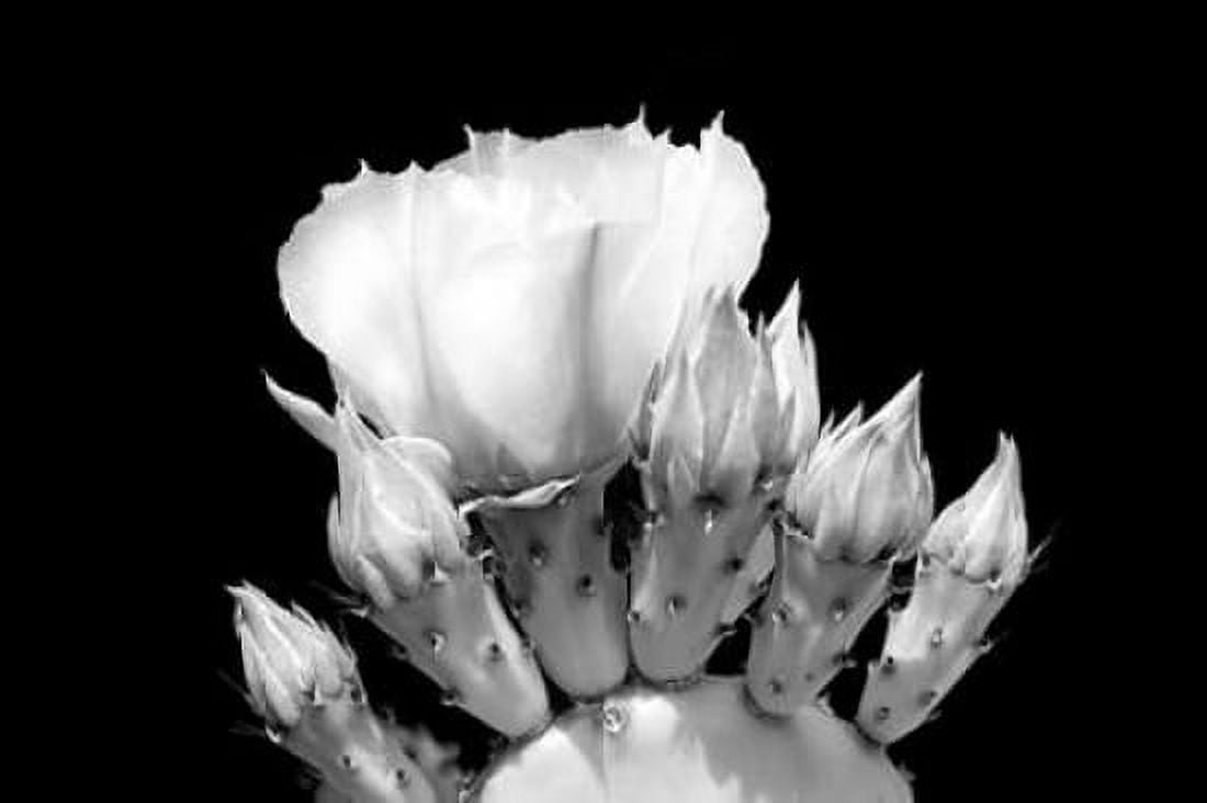 Prickly Pear Blossom and Buds BW Canvas Art - Douglas Taylor (12 x 18)