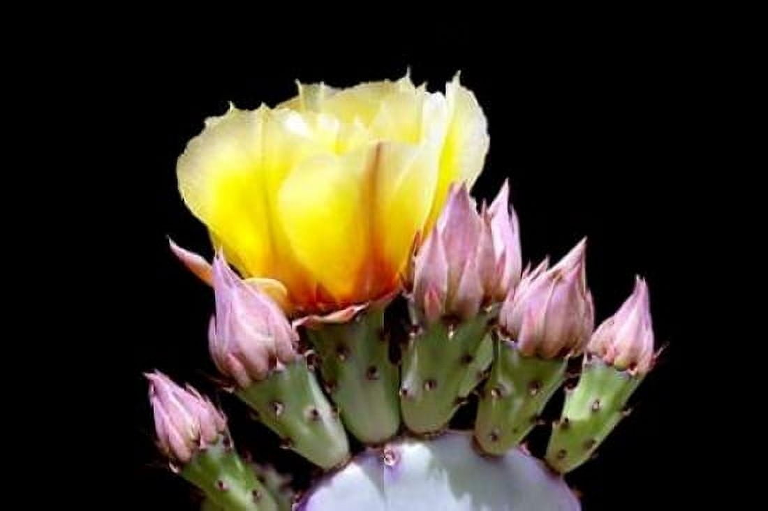Prickly Pear Blossom and Buds Canvas Art - Douglas Taylor (24 x 36)