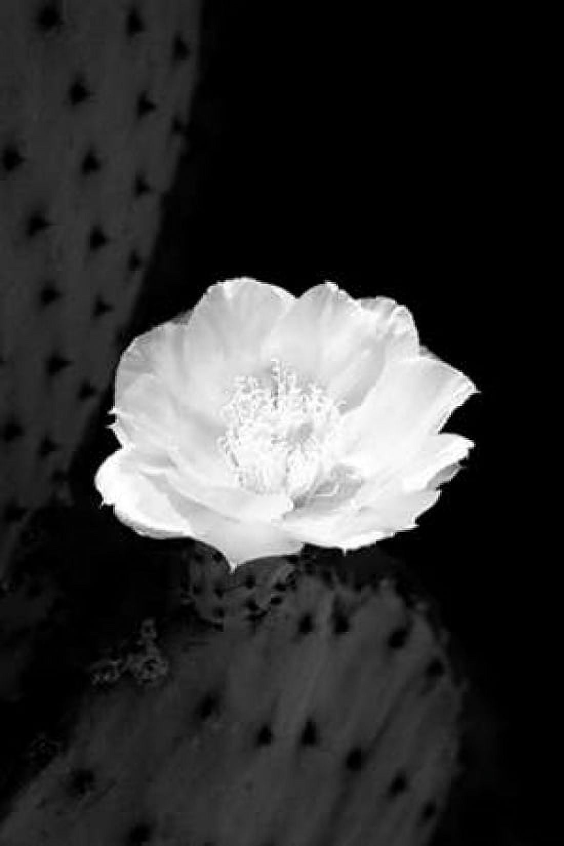 Prickly Pear Cactus Blossom BW Canvas Art - Douglas Taylor (24 x 36)