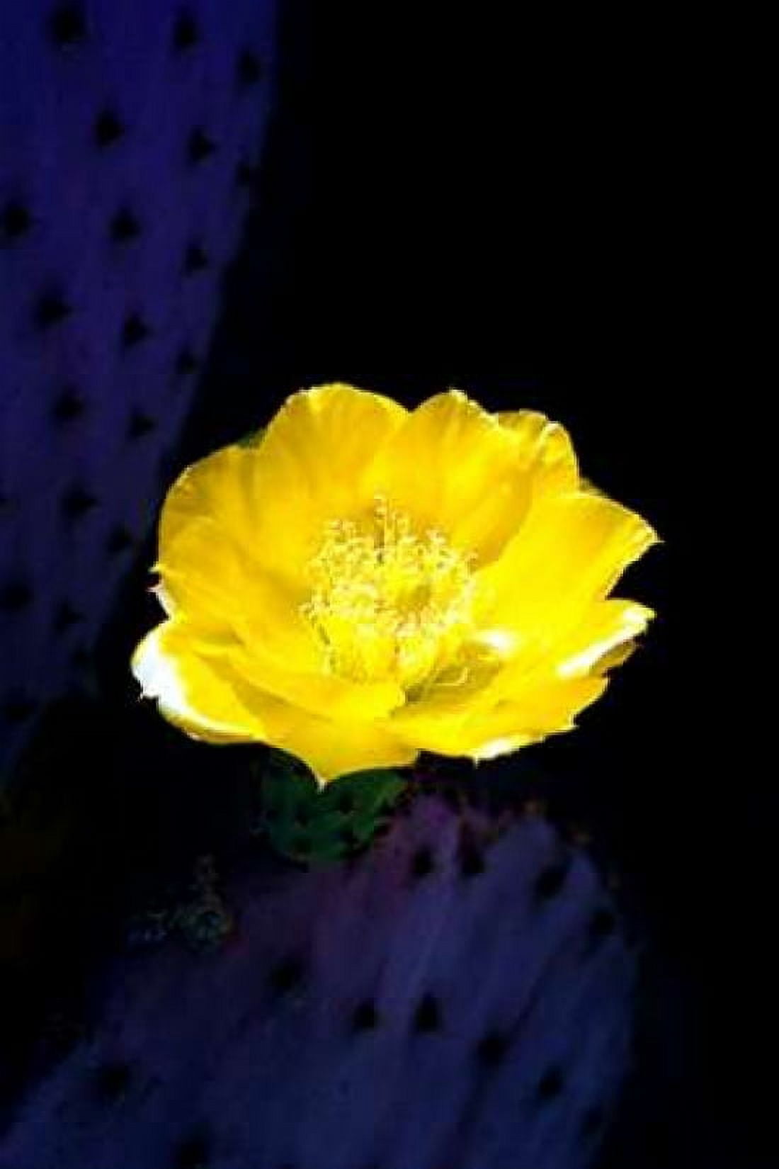 Prickly Pear Cactus Blossom Canvas Art - Douglas Taylor (12 x 18)