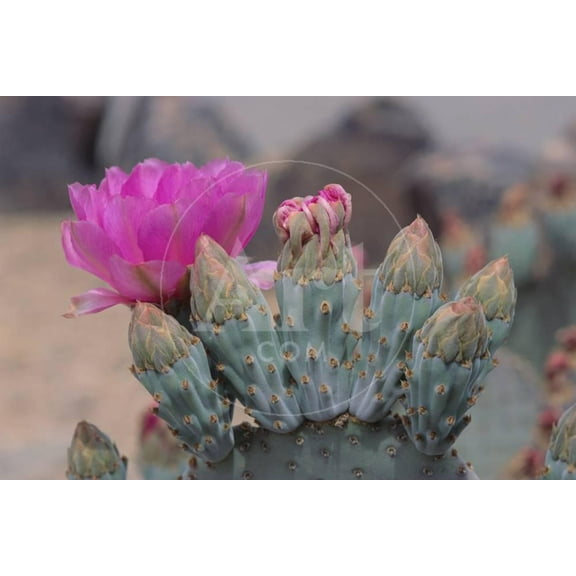Prickly Pear Cactus, Botanical Unframed Photographic Print Wall Art by DLILLC Sold by ArtCom
