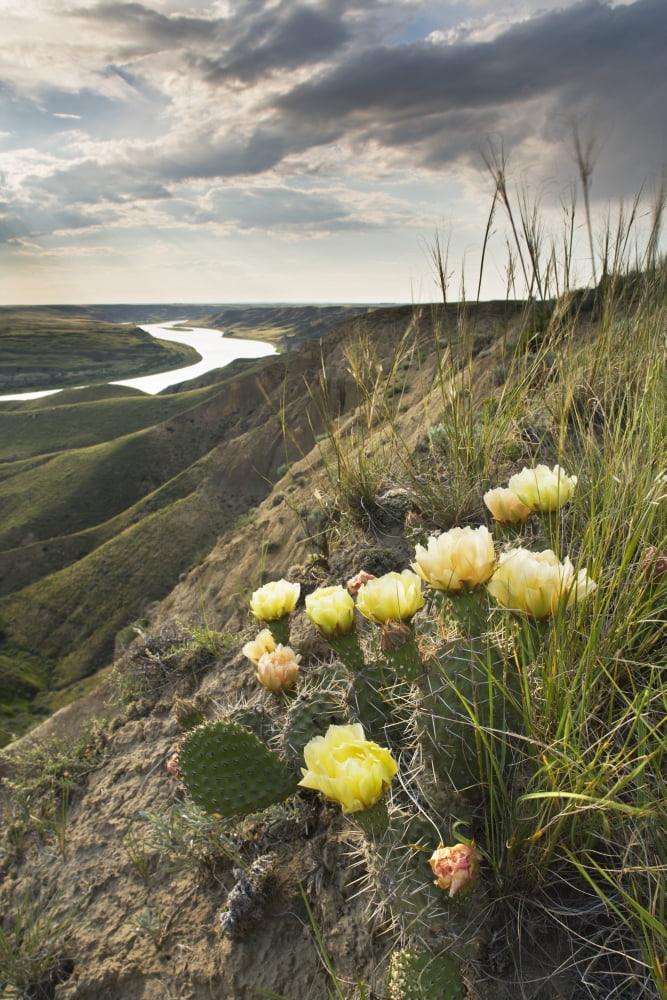 Prickly-Pear Cactus (Opuntia Polyacantha) Along The South Saskatchewan River Near Leader Saskatchewan Canvas Art - Darwin Wiggett Design Pics (11 x 17)