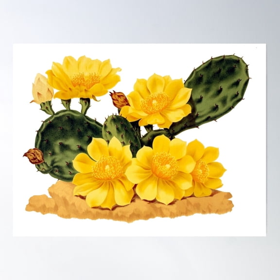 Prickly Pear Cactus – Vintage Botanical Illustration Poster Wall Art, Modern Wall Decor For Living Room Bedroom, 12x18 UNFRAMED