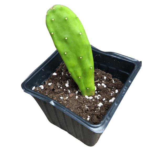 Prickly Pear (Opuntia cochenillifera) Organic Cactus Plant in 2.5-inch Pot by Smoke Camp Crafts - Scurgeons Needle, Nopal
