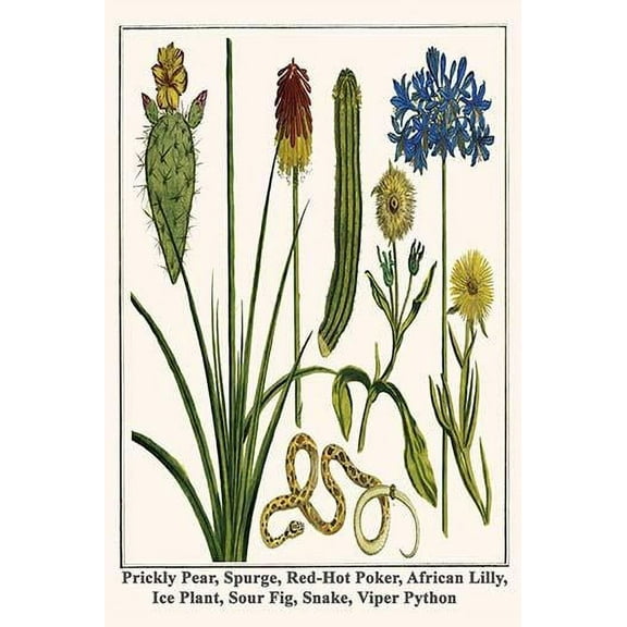 Prickly Pear, Spurge, Red-Hot Poker, African Lilly, Ice Plant, Sour Fig, Snake, Viper Python-Fine Art Canvas Print (20" x 30")