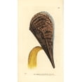 thumbnail image 1 of Prickly Pen Shell, Pinna Muricata Poster Print By ® Florilegius Mary Evans (24 X 36), 1 of 4
