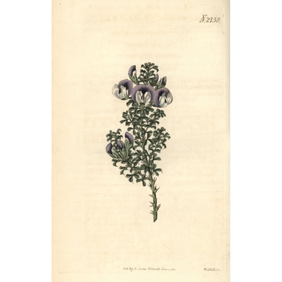 Prickly Psoralea, Psoralea Aculeata Poster Print By ® Florilegius Mary Evans (24 X 36)