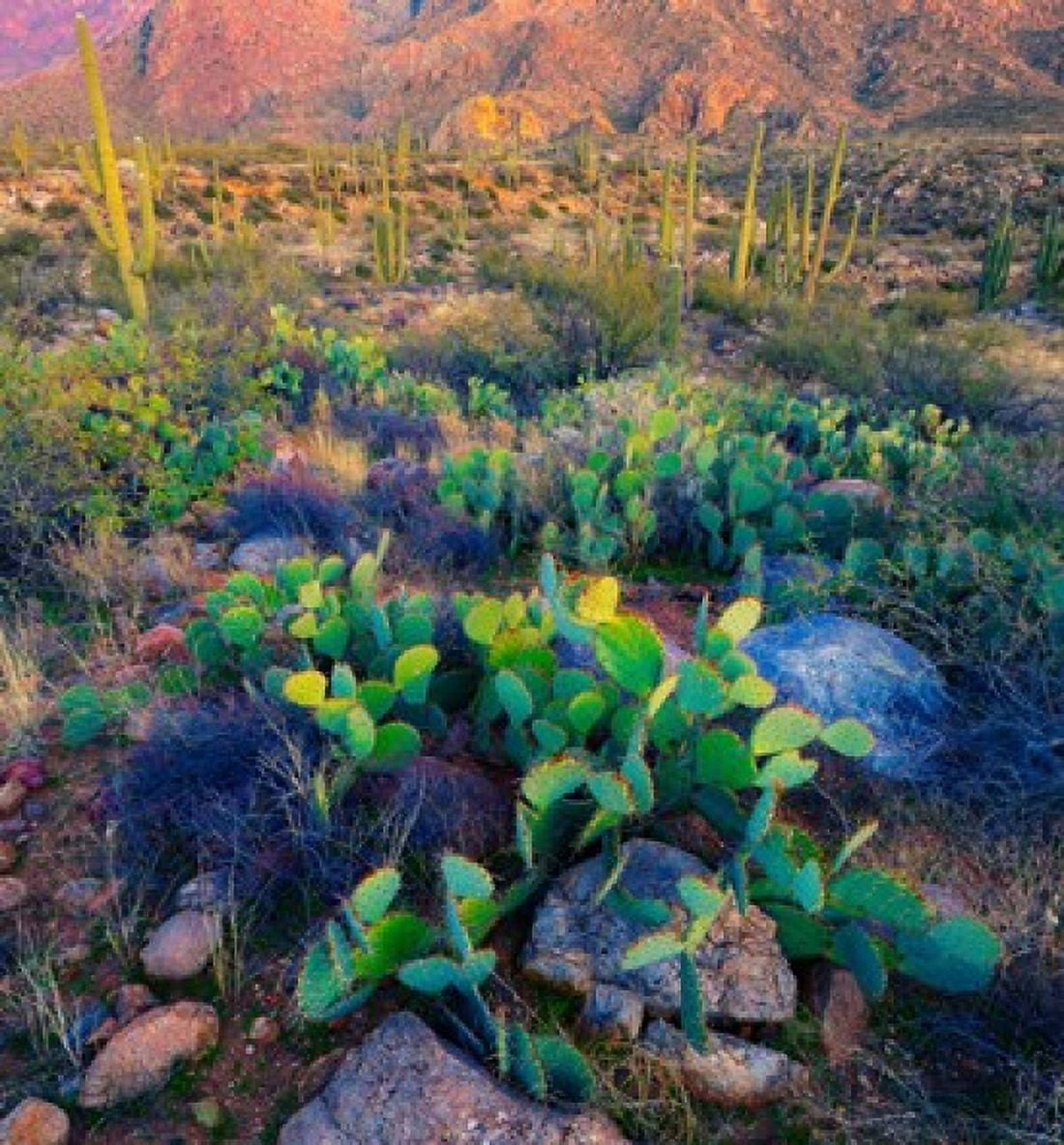 Prickly pear and saguaro cacti Santa Catalina Mountains Oro Valley Arizona USA Canvas Art - Panoramic Images (34 x 36)