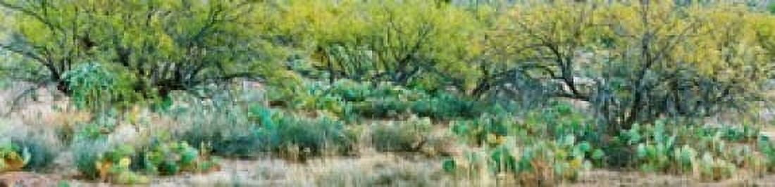 Prickly pear cacti surrounds mesquite trees Oro Valley Arizona USA Canvas Art - Panoramic Images (20 x 5)