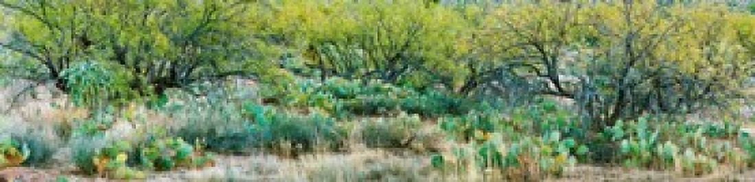 Prickly pear cacti surrounds mesquite trees Oro Valley Arizona USA Canvas Art - Panoramic Images (40 x 10)