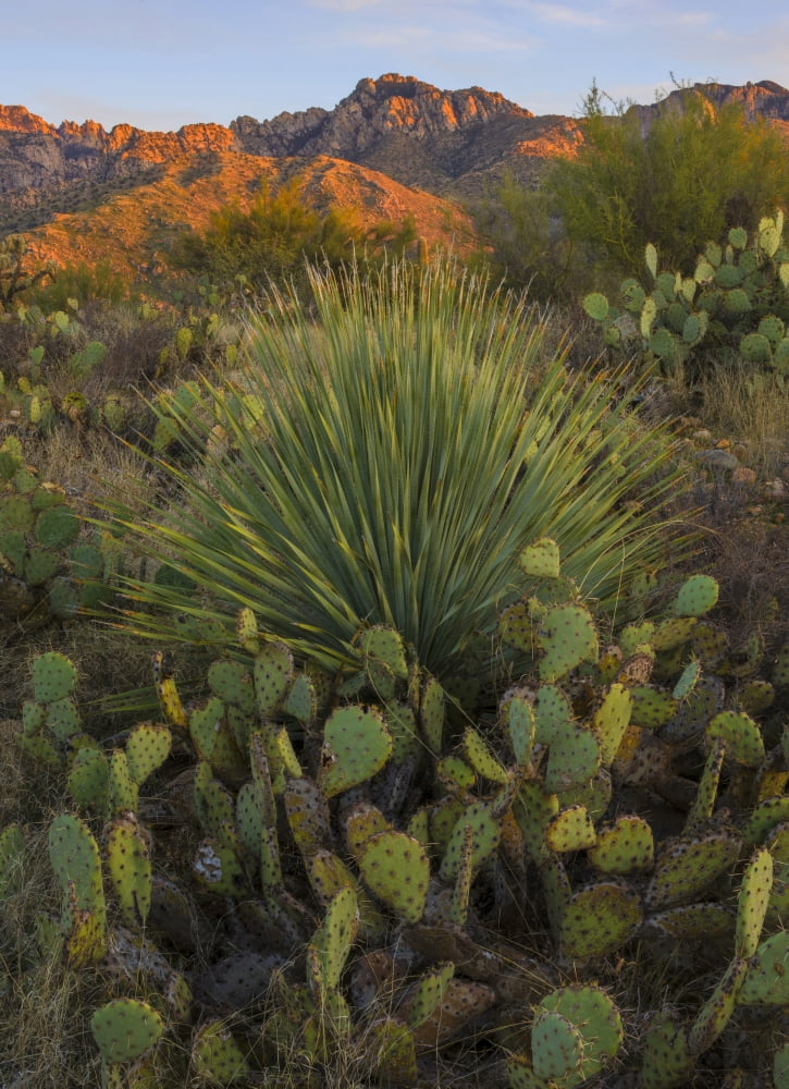 Prickly pear cactus and sotol at sunset Sonoran Desert Arizona USA Canvas Art - Panoramic Images (27 x 9)