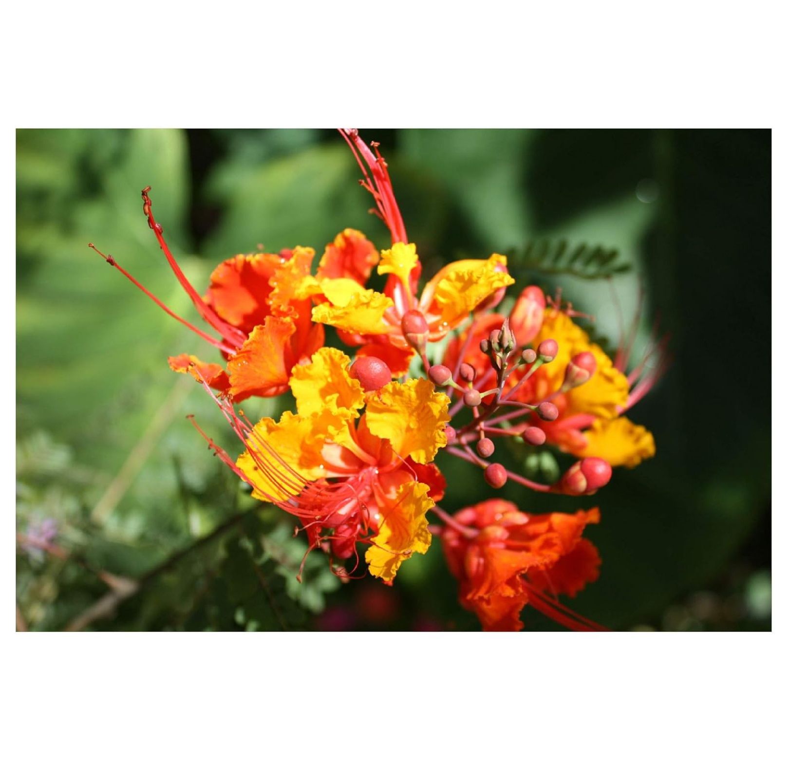 Pride of Barbados 10 Tropical Seeds Red Peacock Flower Tropical Plant