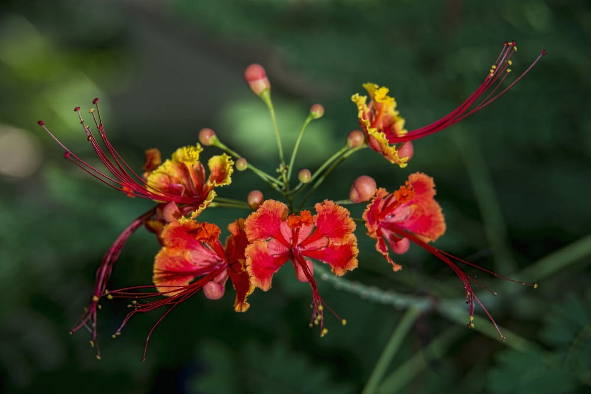 Pride of Barbados (Caesalpinia pulcherrima) Antigua West Indies Canvas Art - F M Kearney Design Pics (18 x 12)