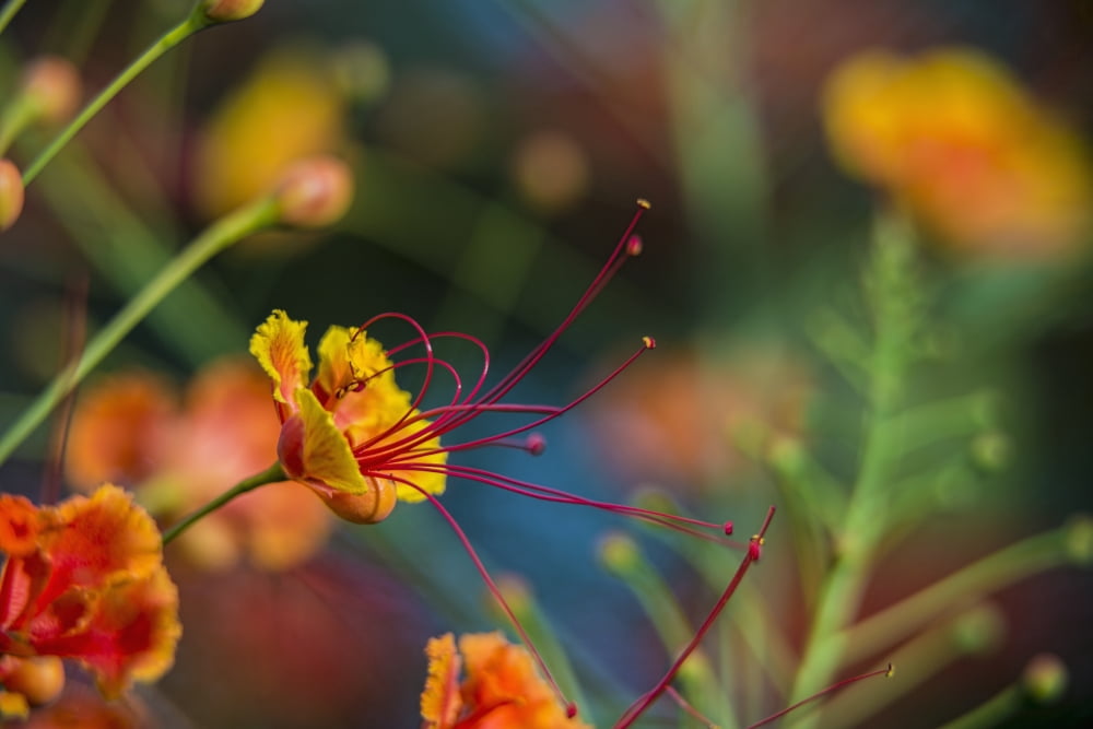 Pride of Barbados (Caesalpinia pulcherrima) Antigua West Indies Canvas Art - F M Kearney Design Pics (18 x 12)