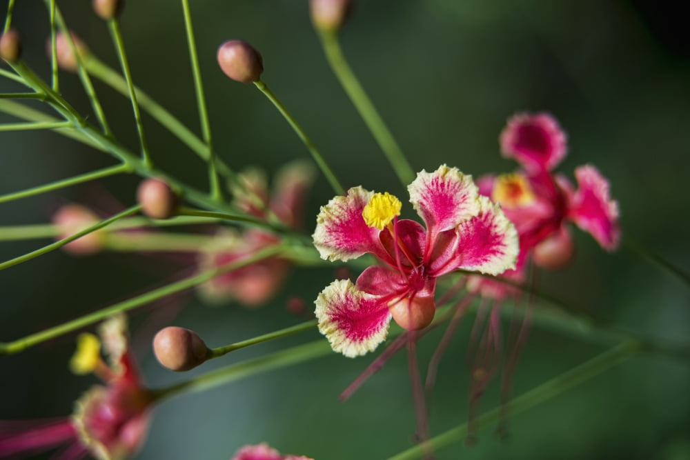 Pride of Barbados (Caesalpinia pulcherrima) Antigua West Indies Canvas Art - F M Kearney Design Pics (36 x 24)