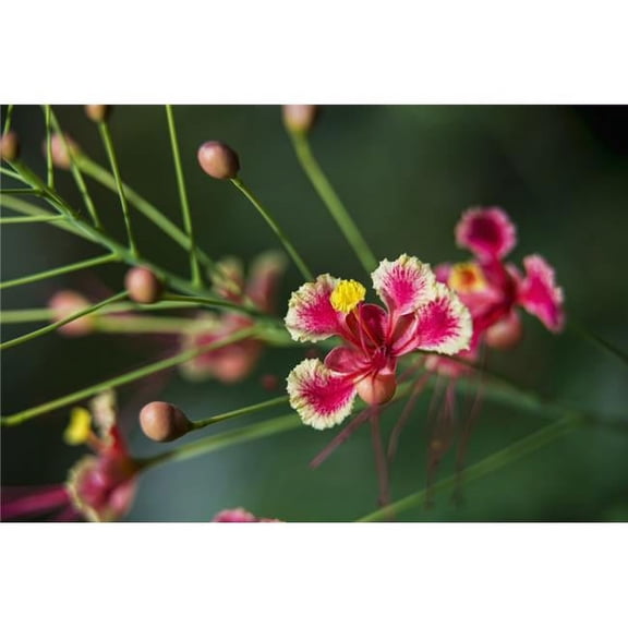 Pride of Barbados Caesalpinia pulcherrima - Antigua West Indies Poster Print - 18 x 12 in.