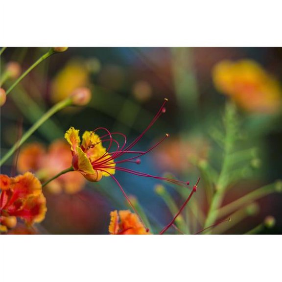 Pride of Barbados Caesalpinia pulcherrima - Antigua West Indies Poster Print - 36 x 24 in. - Large