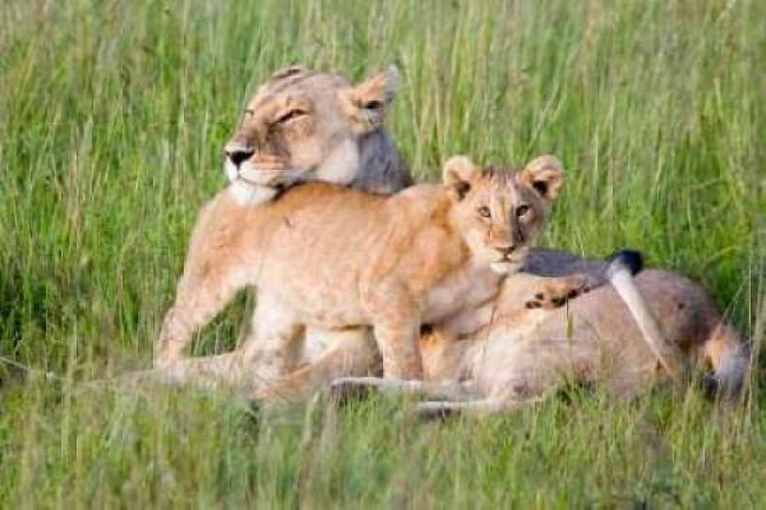 Pride of a Lioness Canvas Art - Susann Parker (20 x 28)