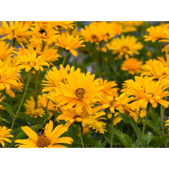 RedCrocus Prima Ballerina False Sunflower-Perennial for Cottage Gardens  2 Gallon (Pack of 2)