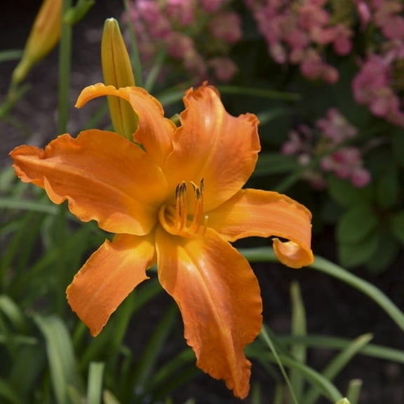 Primal Scream Daylily - 1 Gallon Container