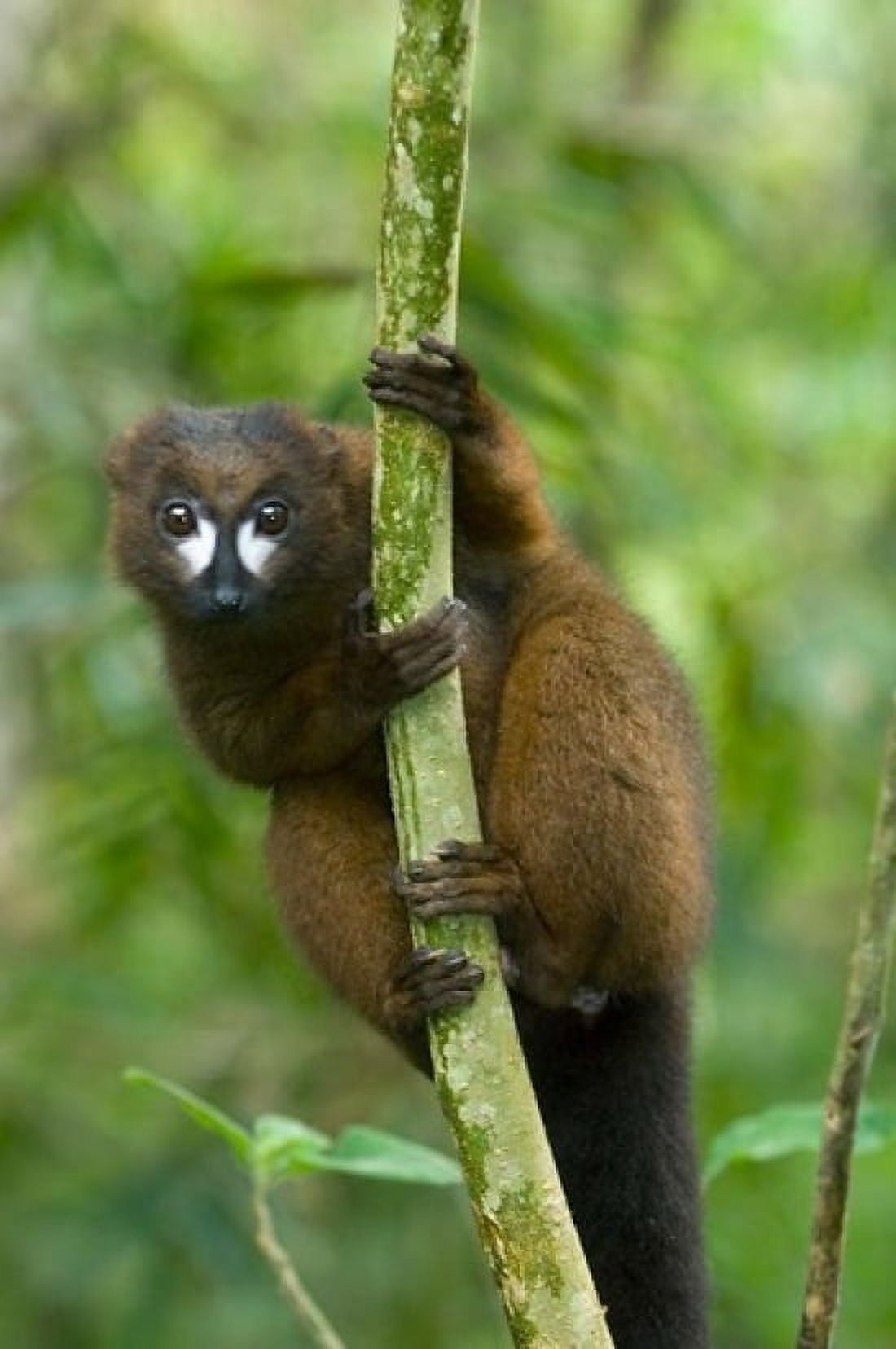 Primate Red-bellied Lemur Mantadia NP Madagascar Canvas Art - Kevin Schafer DanitaDelimont (11 x 17)