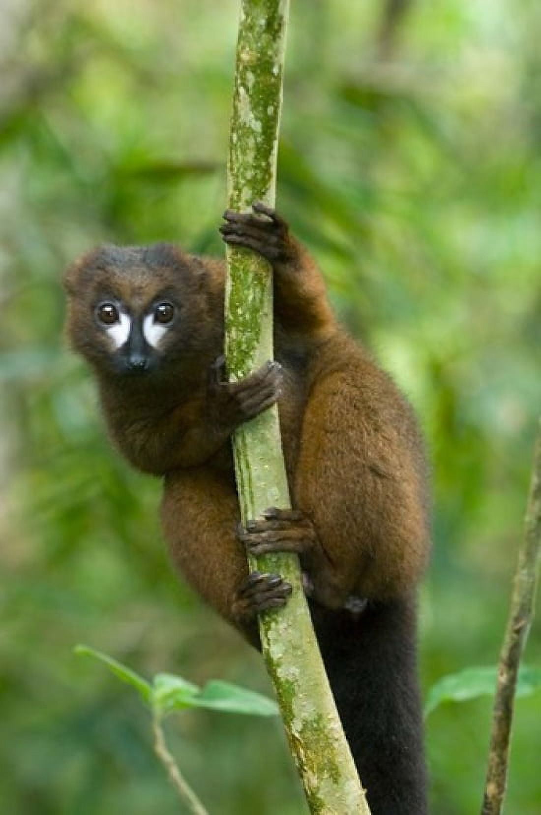 Primate Red-bellied Lemur Mantadia NP Madagascar Canvas Art - Kevin Schafer DanitaDelimont (23 x 35)
