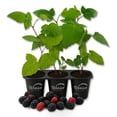 thumbnail image 1 of Prime Ark Freedom Blackberry Plant - 3 Live Starter Plants - Rubus - Edible Fruit Bearing Bush for Patio and Garden, 1 of 6
